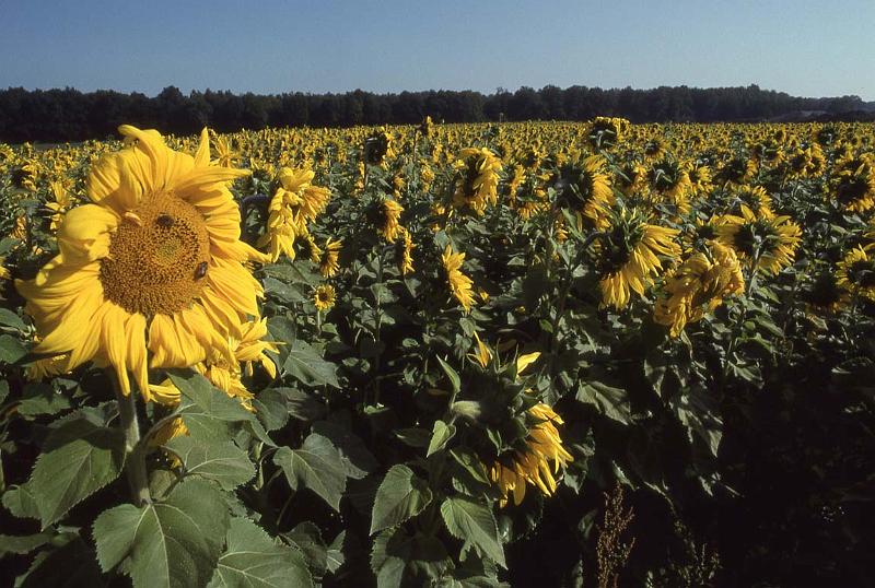 RWT 0404 392-12 Germany Sunflowers.jpg